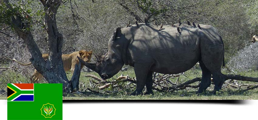 Kenwood NEXEDGE in Kruger Nation Park